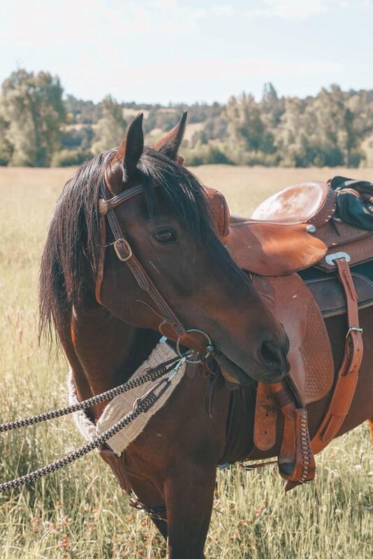 nakoma great escape mustang rescue 