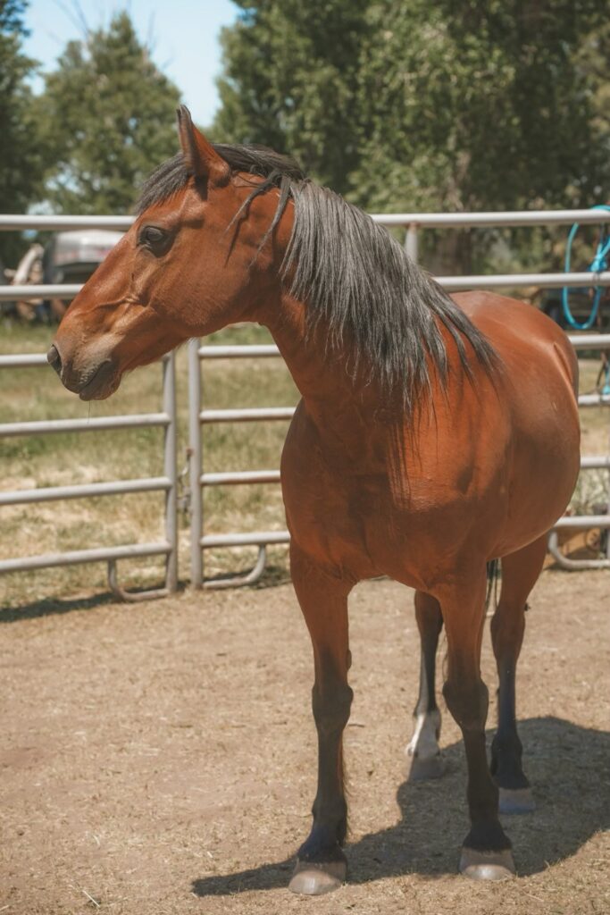 tupelo horse mustang rescue emotion code