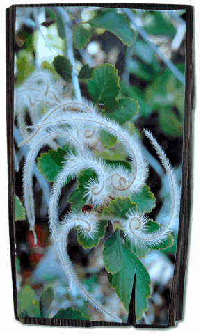 Intuitive Photo Collage by Clairvoyant Intuitive Artist Joanna Whitney